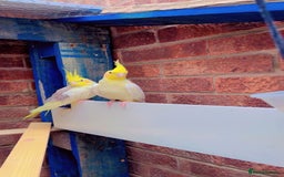 Parakeets birds for sale: Male cockatiel - Image 3