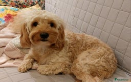 Cockapoo dogs for sale: Young cockapoo girl DNA tested parents  - Image 1