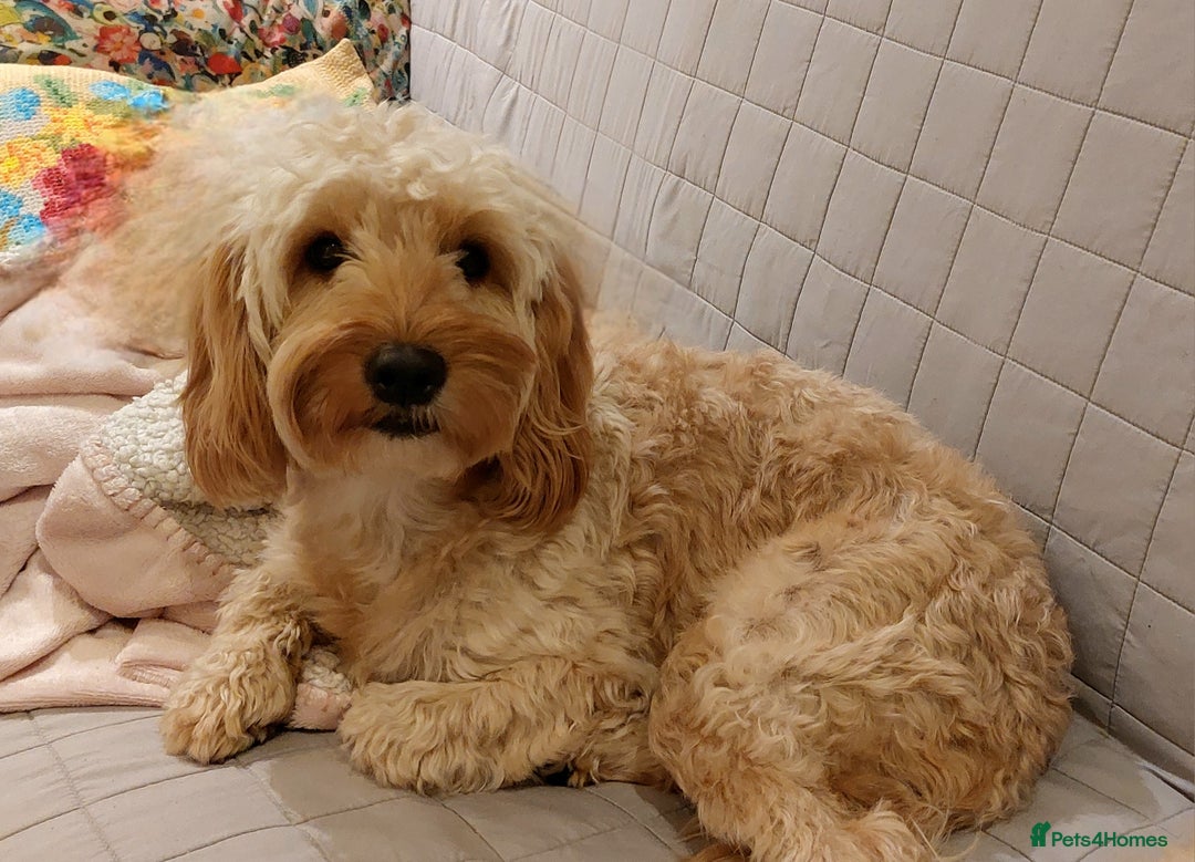 Cockapoo dogs for sale: Young cockapoo girl DNA tested parents  - Image 1