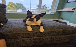 Boston Terrier dogs for sale: Stunning true to type wildax litter - Image 16