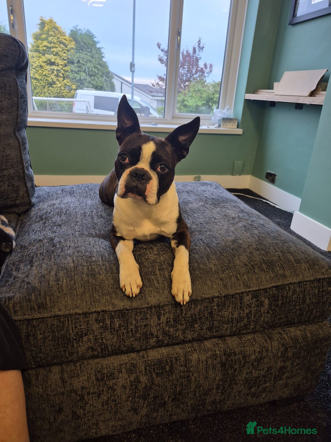 Boston Terrier dogs for sale: Stunning true to type wildax litter - Image 16