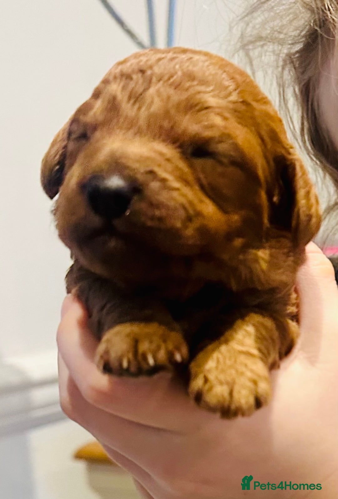 Cavapoo dogs for sale: A Premium litter of F1B Toy Cavapoo Puppies  - Advert 4