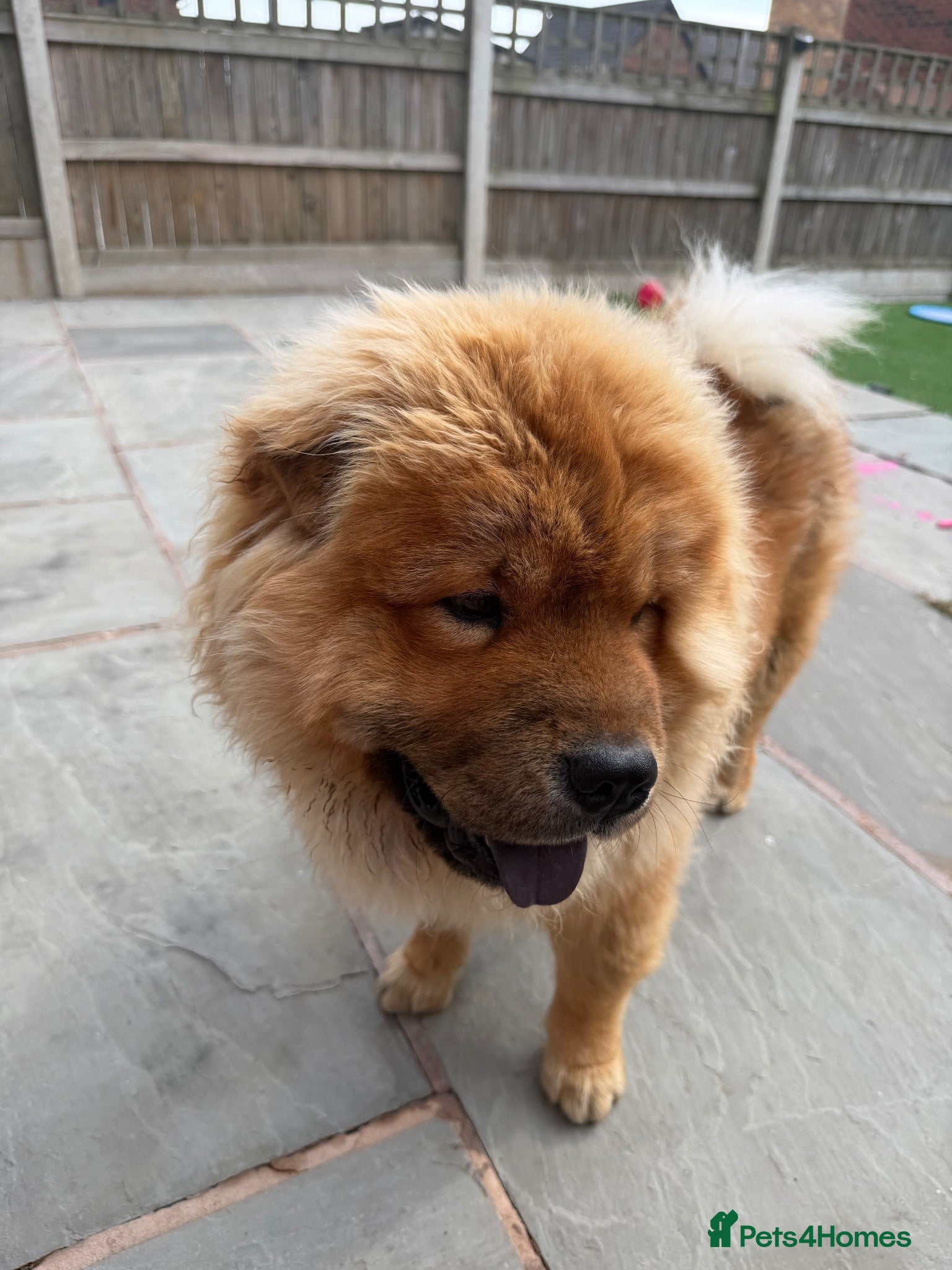 Chow Chow dogs DWKC registered chow chows  - Advert 2