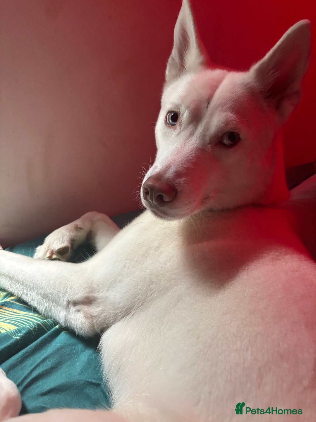 Siberian Husky dogs for sale: Neena - Image 2