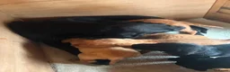 Labrador Retriever dogs for sale: KC LABRADOR PUPPIES - Advert 3