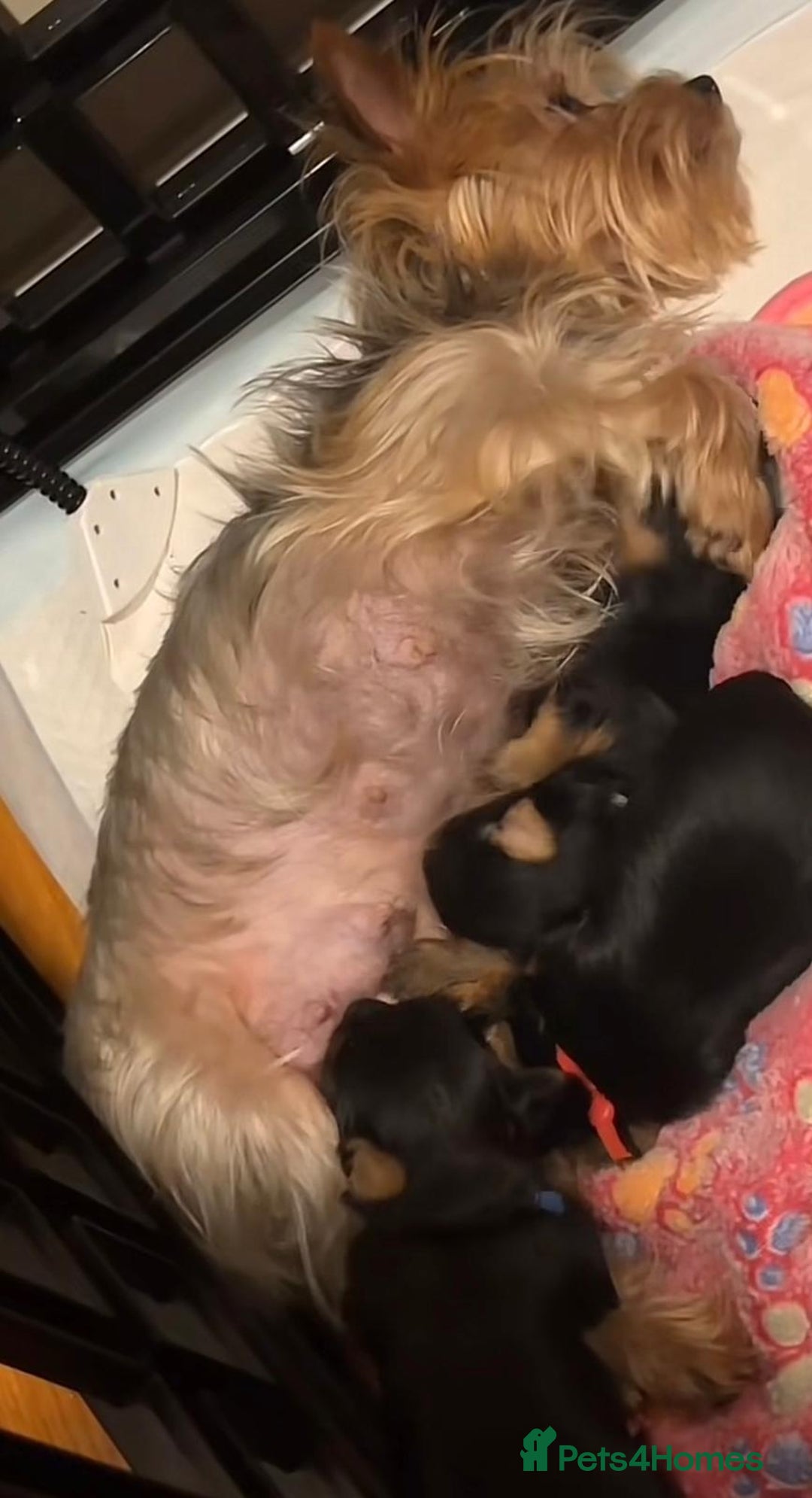 Yorkshire Terrier dogs for sale: Yorkshire Terrier Puppies  - Advert 20