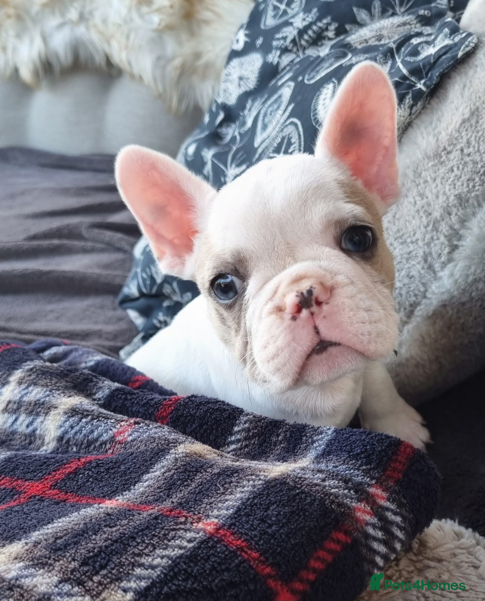 French Bulldog dogs Blue eyed White French Bulldogs - Advert 18