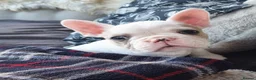 French Bulldog dogs for sale: Blue eyed White French Bulldogs - Advert 1