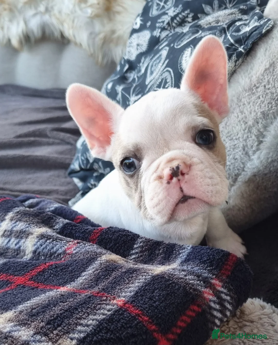 French Bulldog dogs for sale: Blue eyed White French Bulldogs - Advert 1