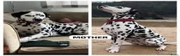 Dalmatian dogs for sale: KC Reg Dalmatian Puppies Black & Liver Ready Now - Advert 21
