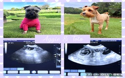Miniature Schnauzer dogs for sale: MAC/BVA CLEAR - ONE GIRL WITH BLACK/RED COLOURING - Image 12