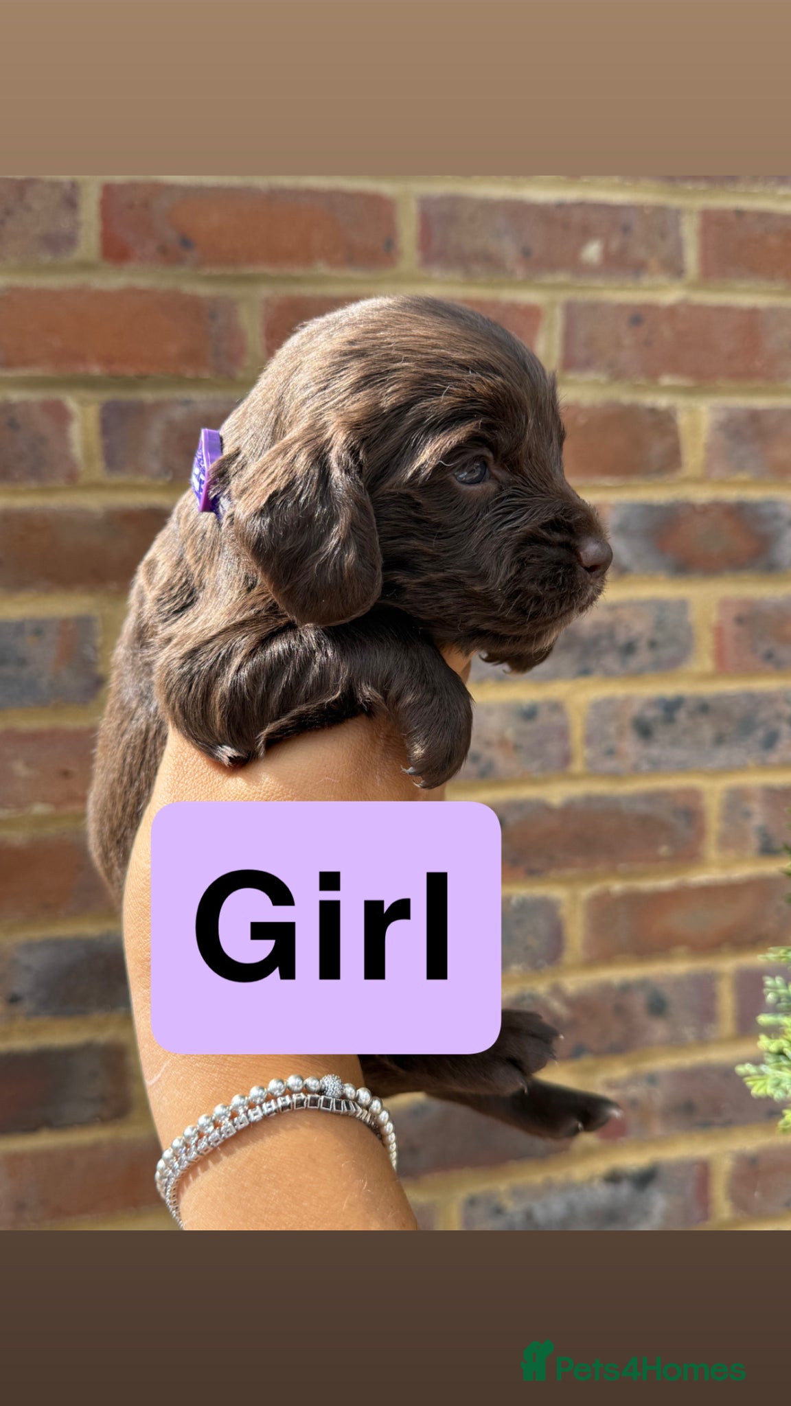 Sprocker dogs for sale: 6 beautiful sprocker - Advert 7
