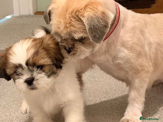 Shih Tzu dogs Shih Tzu puppies - Advert 2