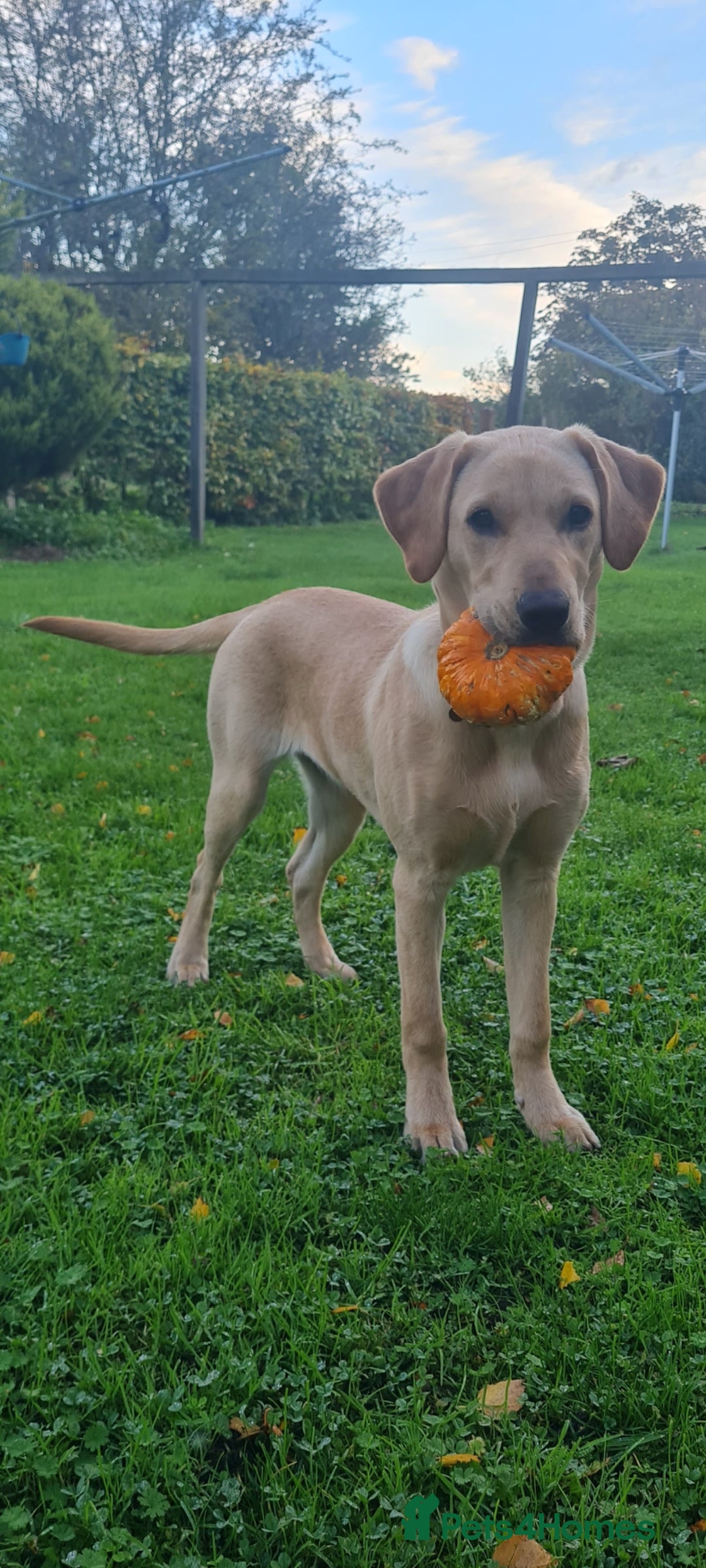 Labrador Retriever dogs Shandy Nala in Diss - Advert 6