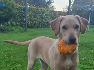 Labrador Retriever dogs Shandy Nala in Diss - Advert 5
