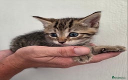 Mixed Breed cats for sale: Mix Bread Kittens - Image 11
