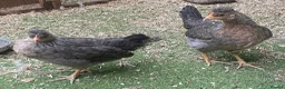 Chickens poultry for sale: POL Cream Legbards Hens, Pairs & Trios - Advert 5