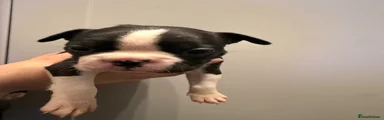 Boston Terrier 2