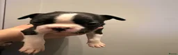 Boston Terrier dogs for sale: Gorgeous chunky Boston babies  - Advert 4