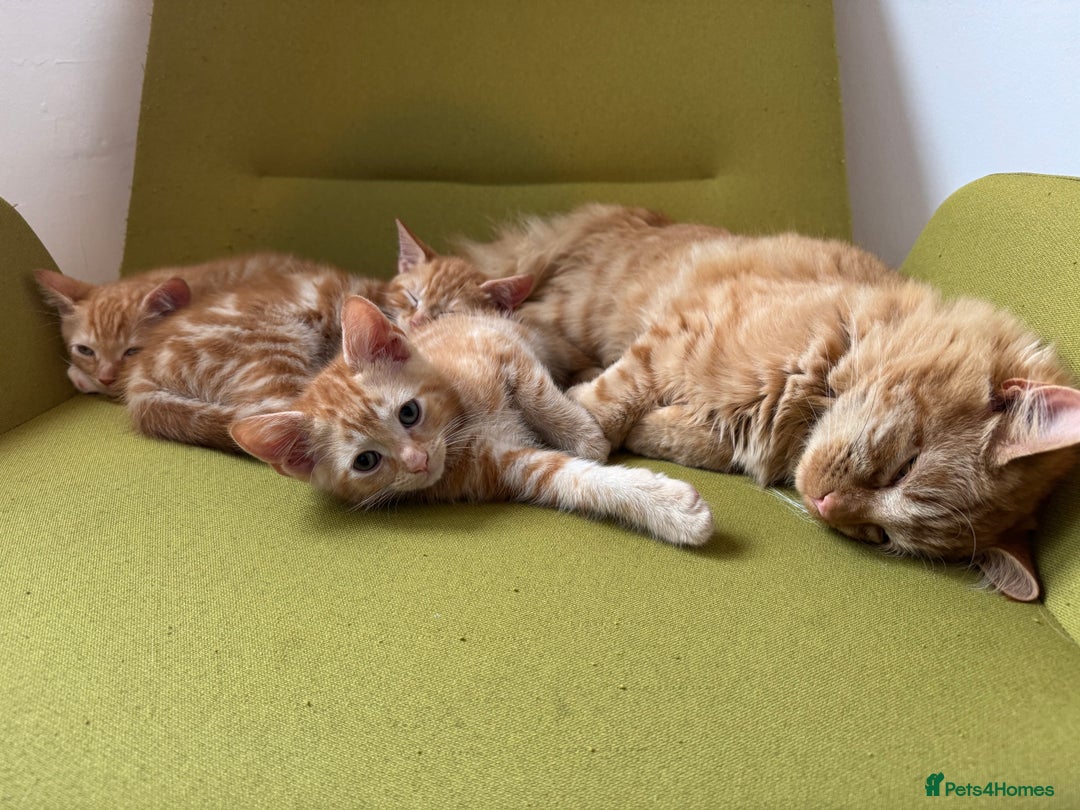 Mixed Breed cats for sale: 3 x Ginger Tabby Male Kittens  - Advert 6