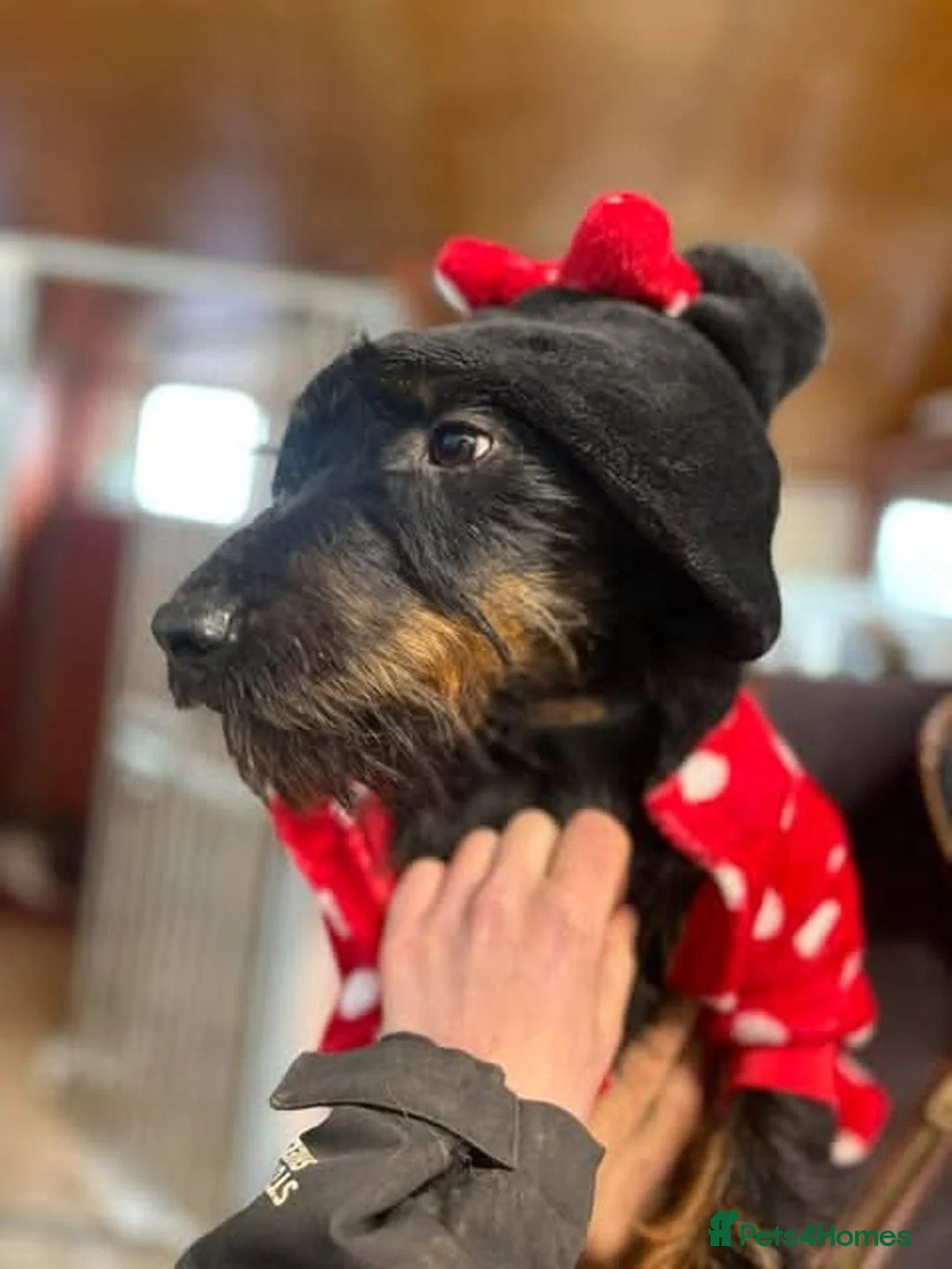 Mixed Breed dogs for adoption: Meet Rouge, currently residing in Cheshire  - Advert 5