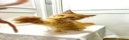 Maine Coon cats for sale: Stunning Red Maine Coon Kitten – TICA Registered  - Advert 3