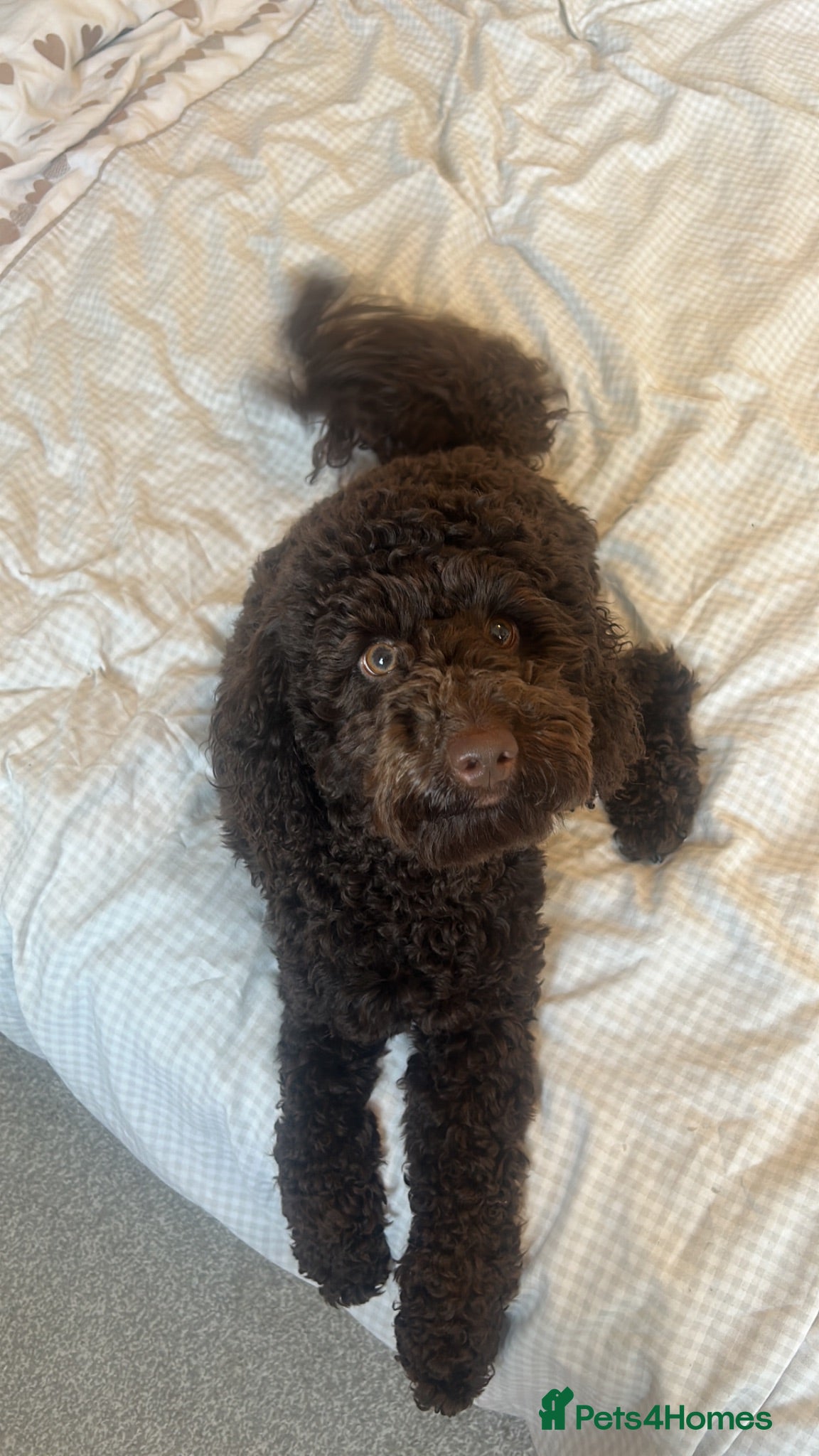 Cockapoo dogs 🐻 Eddie the Teddy derby Cockapoo Stud - Advert 3
