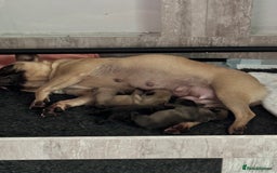 French Bulldog dogs for sale: French Bulldog Puppies PET PRICED  - Image 9