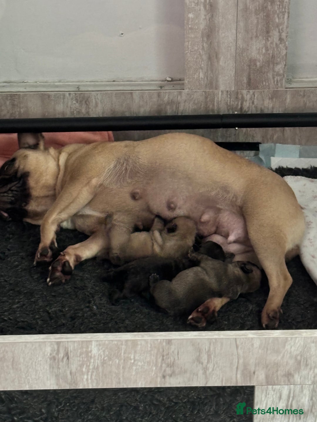 French Bulldog dogs for sale: French Bulldog Puppies PET PRICED  - Image 9