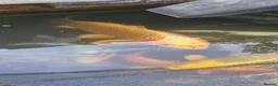 Koi Carp fish for sale: Koi fish for sale due to moving house - Advert 3