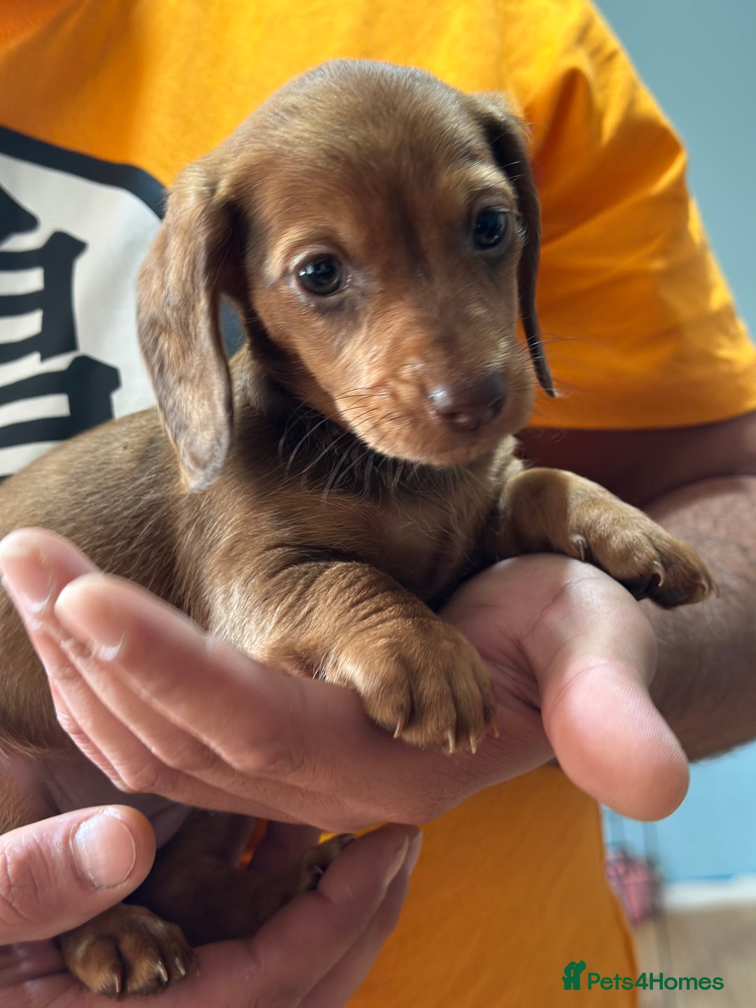 Dachshund dogs for sale: Our dwarf sausages are looking for a family🙃 - Image 9