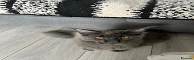 Kitten 1