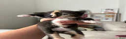 Mixed Breed cats for sale: 3 Beautiful females with unique markings  - Advert 5