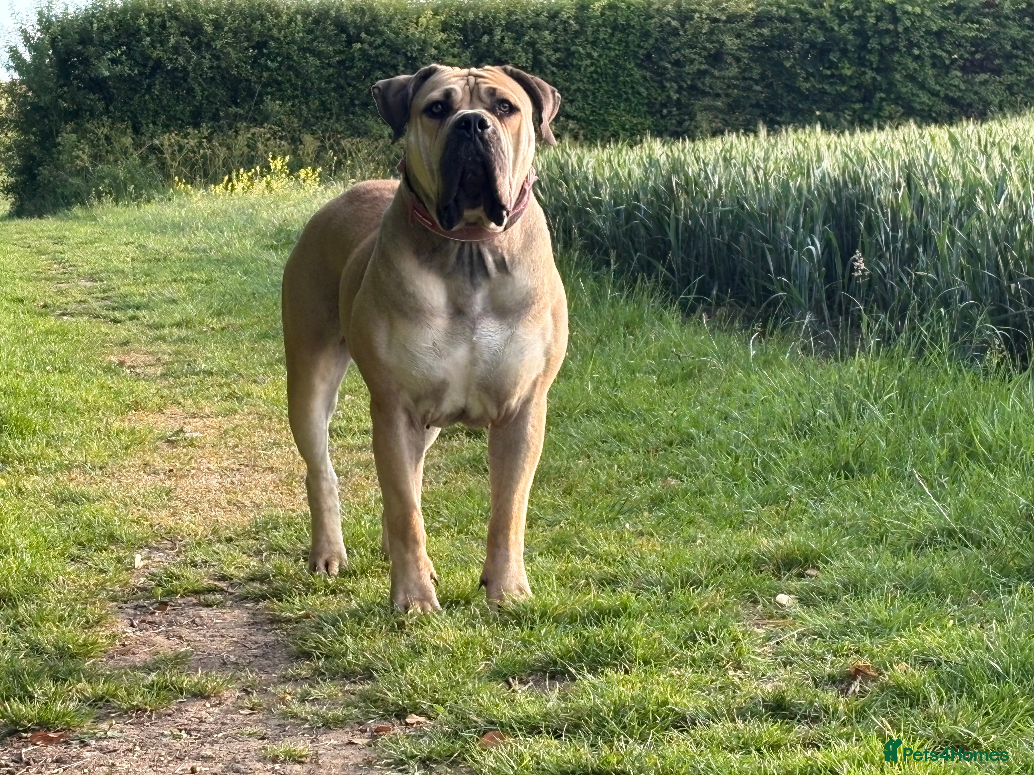 Boerboel dogs 2yo female boerboel in Bedford - Advert 1
