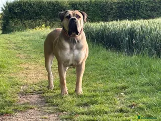 Boerboel dogs 2yo female boerboel in Bedford - Advert 1