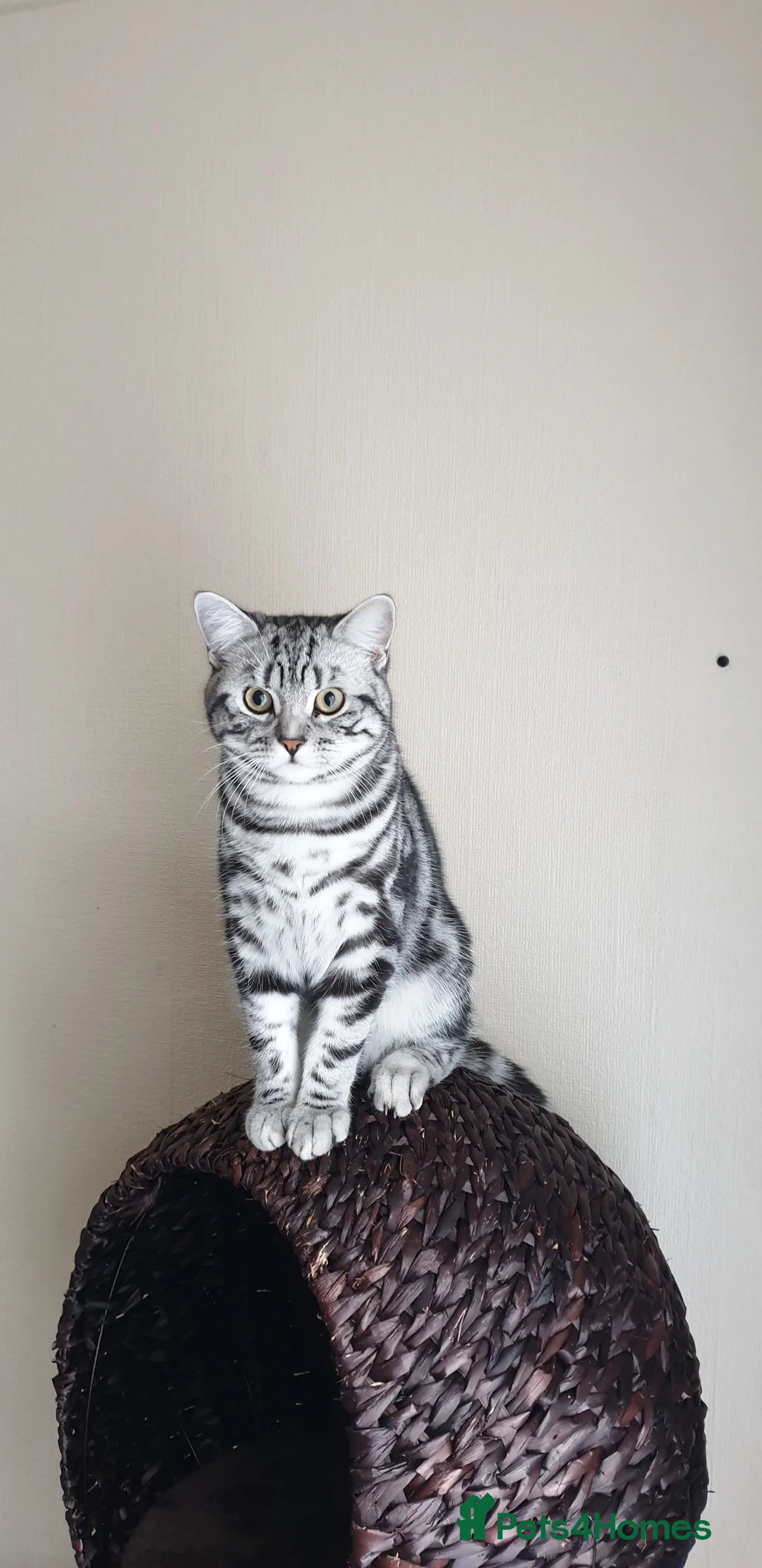 British Shorthair cats for stud: BSH Classic Silver Tabby  in Rochester - Advert 3
