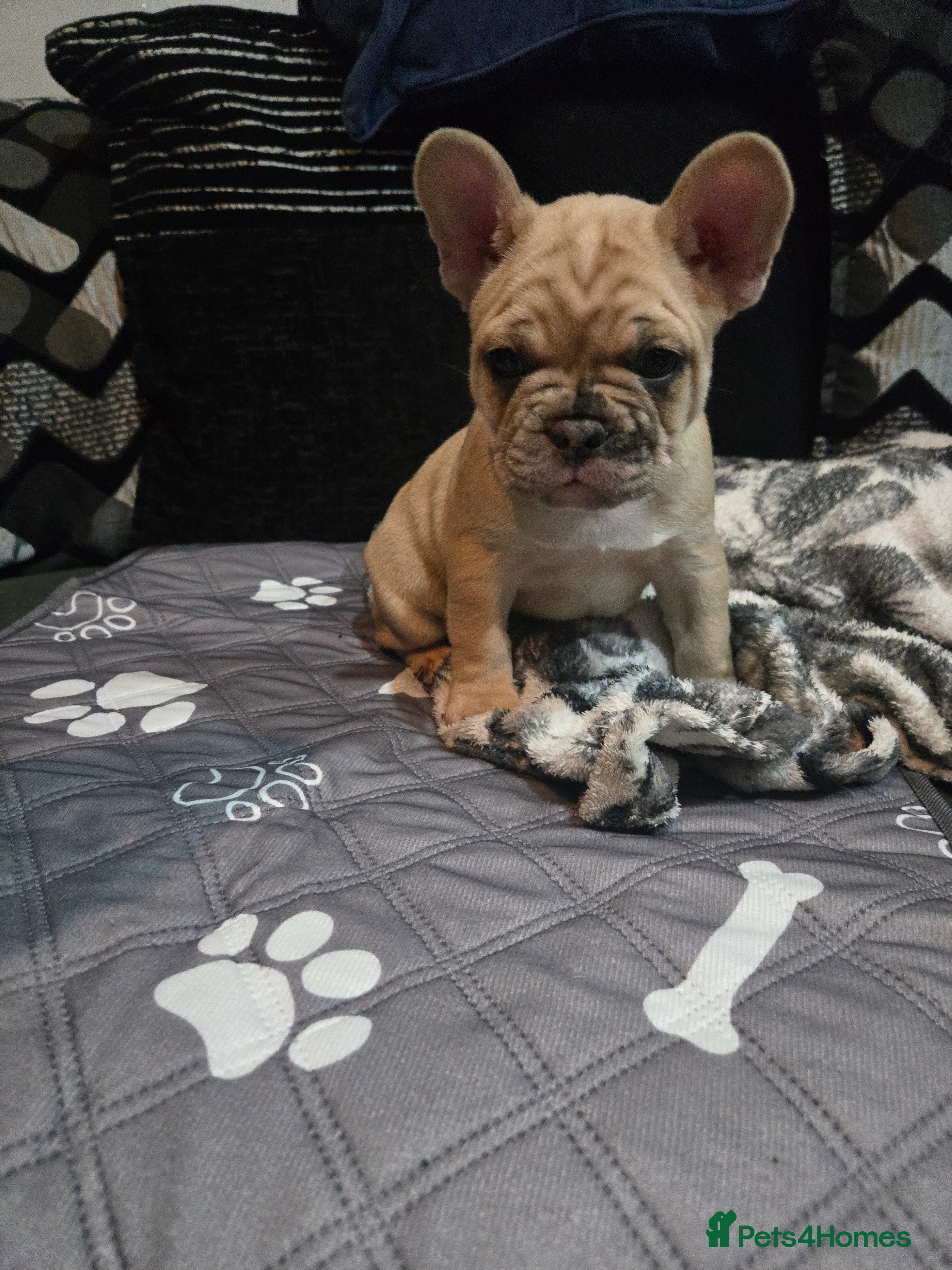 French Bulldog dogs 2 Frenchie pups ready 1 week - Advert 7