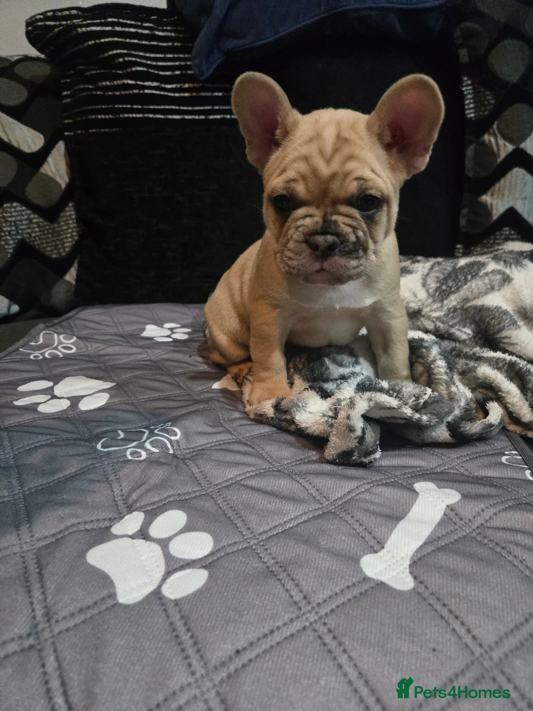 French Bulldog dogs for sale: 2 Frenchie pups ready 1 week - Advert 1