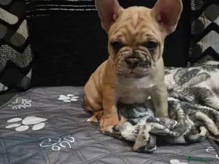 French Bulldog dogs 2 Frenchie pups ready 1 week - Advert 7