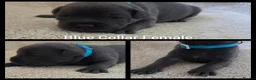 Staffordshire Bull Terrier dogs for sale: KC Blue Staffordshire Bull Terrier Puppies - Advert 9
