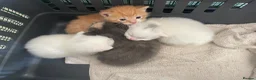 Manx cats for sale: kittens  - Advert 1