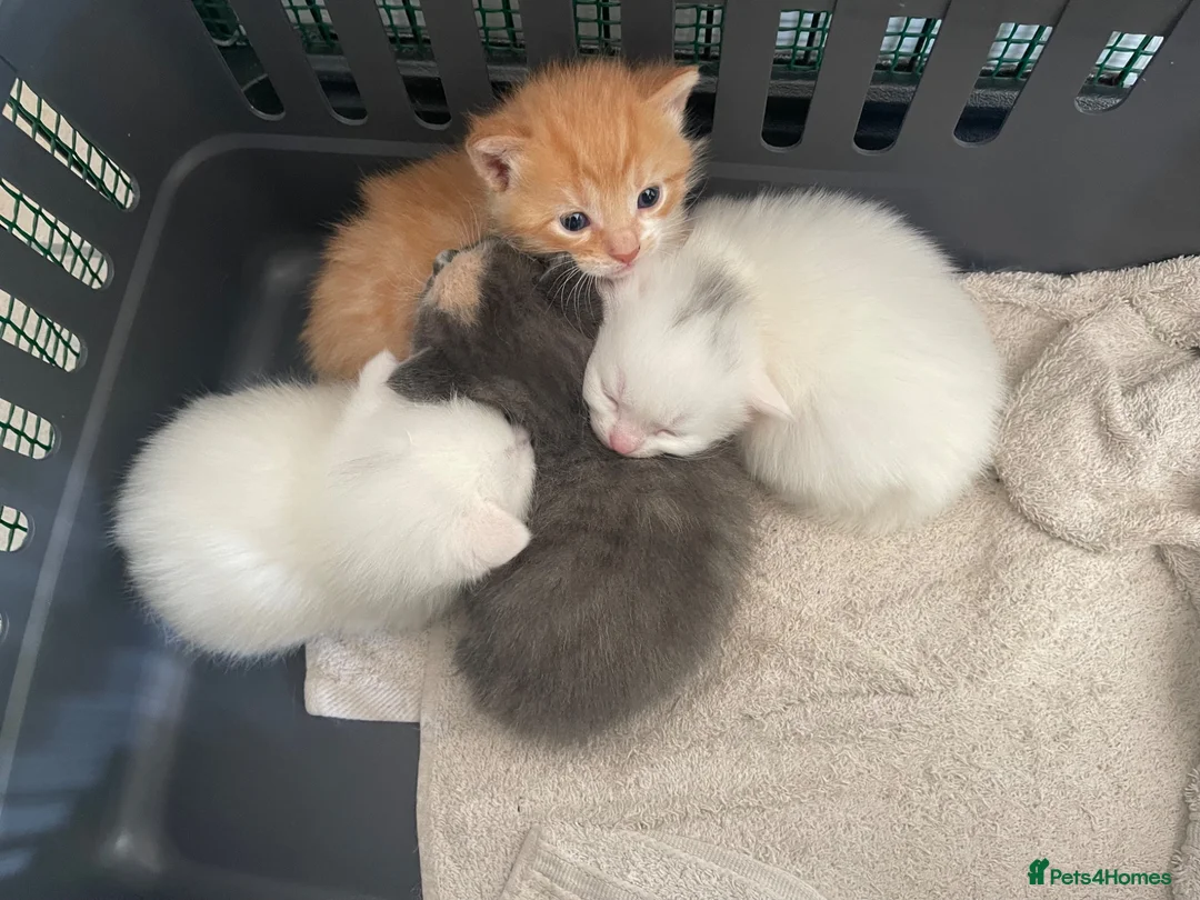 Manx cats for sale: kittens  - Advert 1