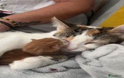 Domestic Shorthair cats for sale: Ginger Tux Boy! Only one of my cat’s litter!  - Image 5