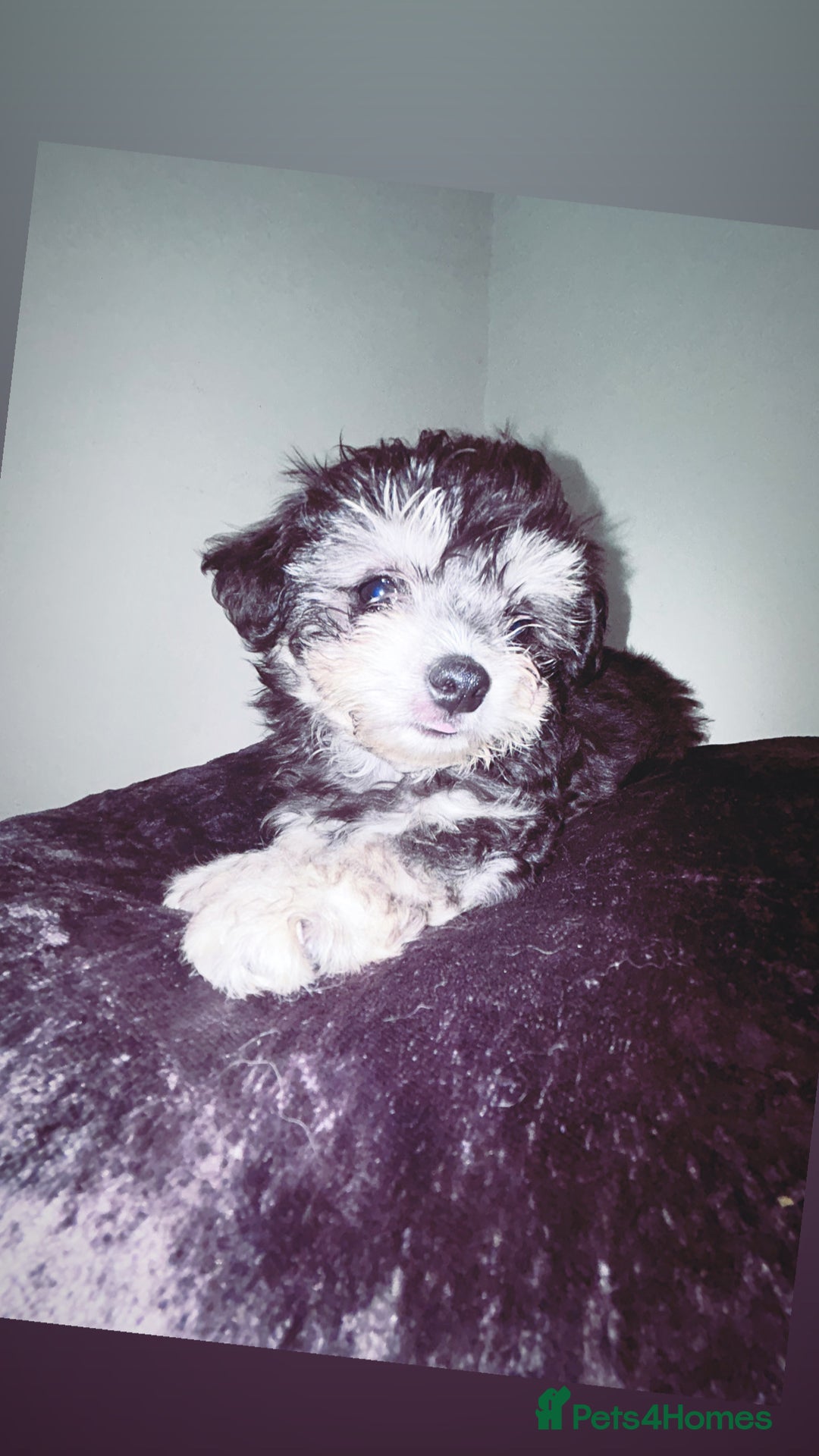 Malshi dogs for sale: Malshi puppy’s  - Image 7