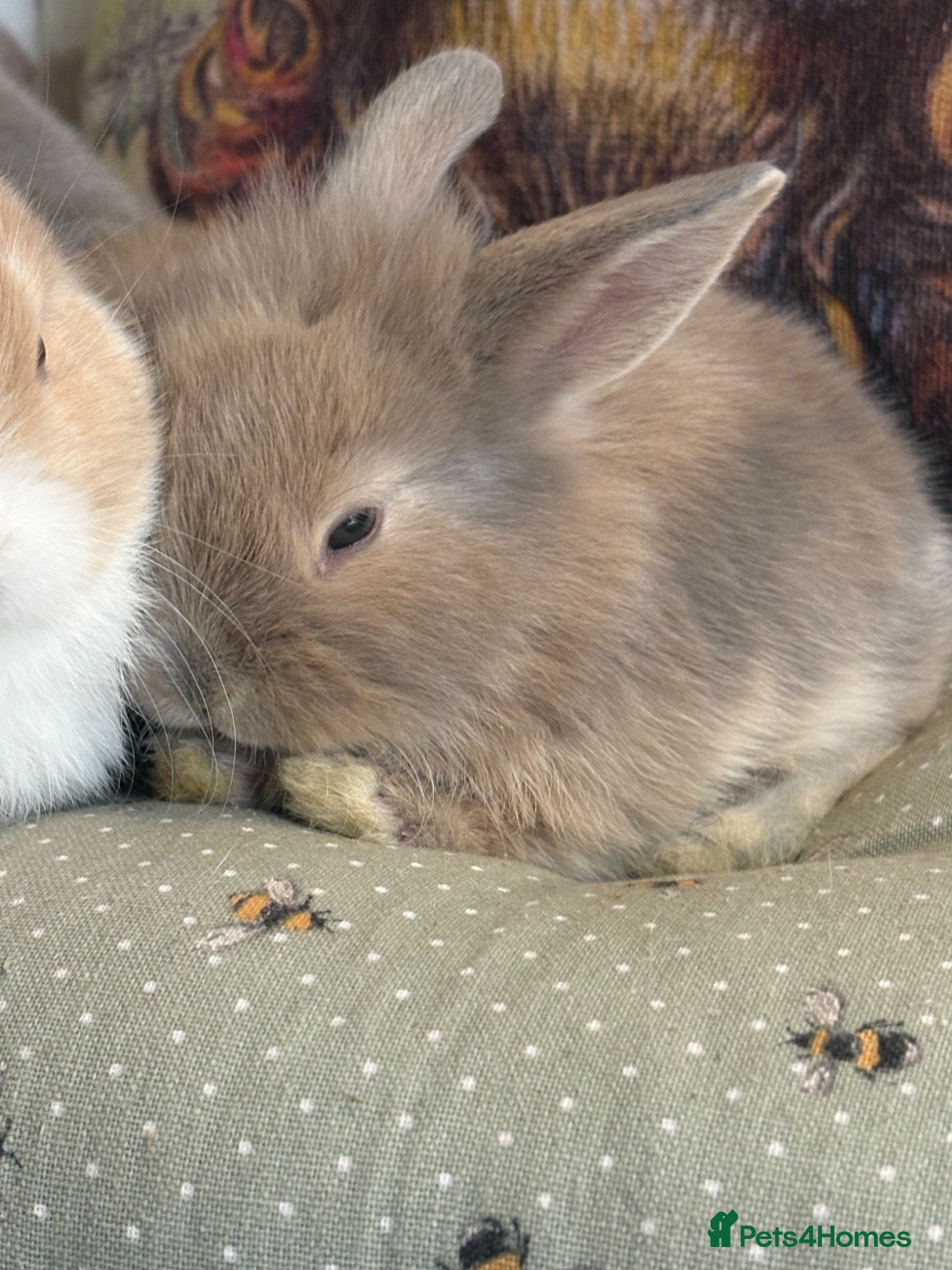 Mini Lop rabbits Mini lops-raised indoors-vaccinated  - Advert 2