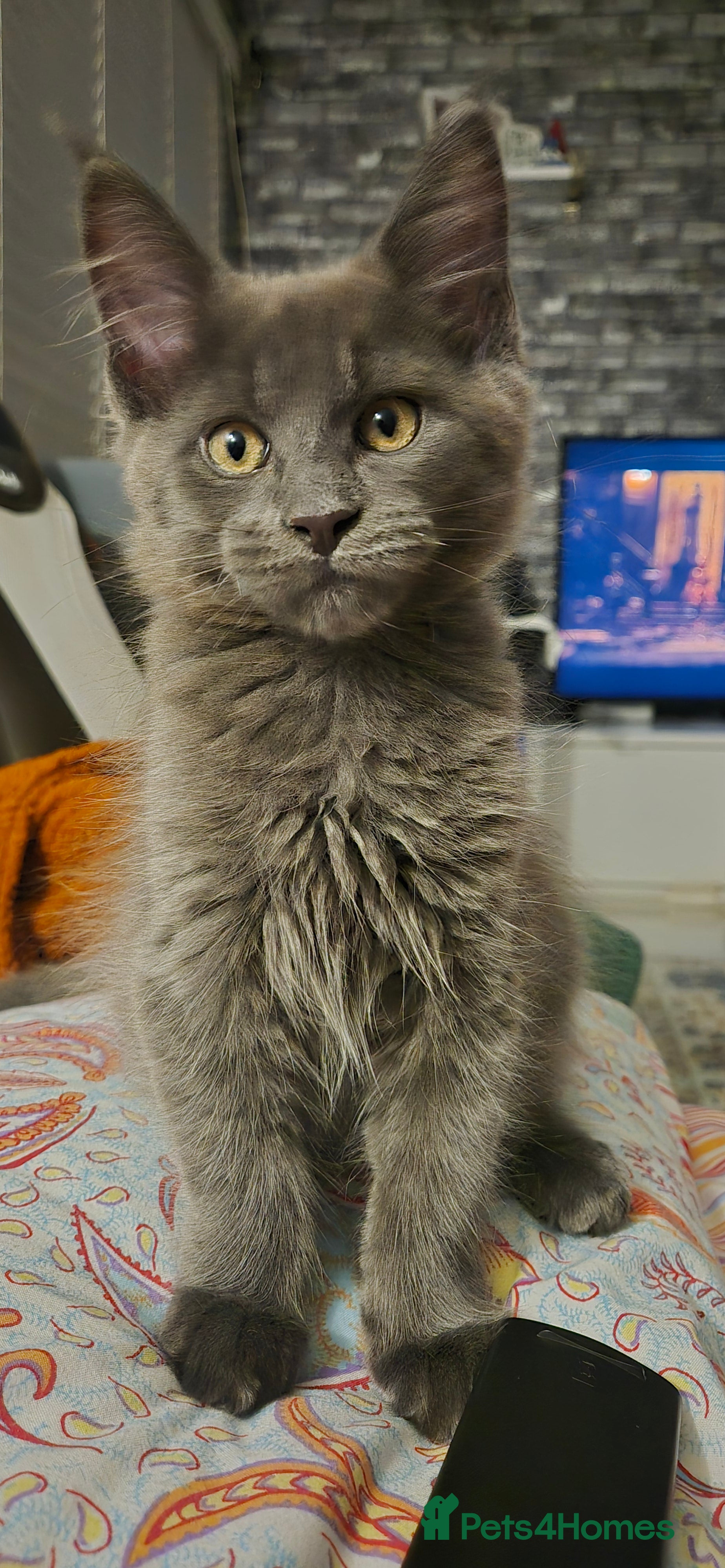 Maine Coon cats Maine Coon kittens  - Advert 18