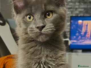 Maine Coon cats Maine Coon kittens - Advert 18