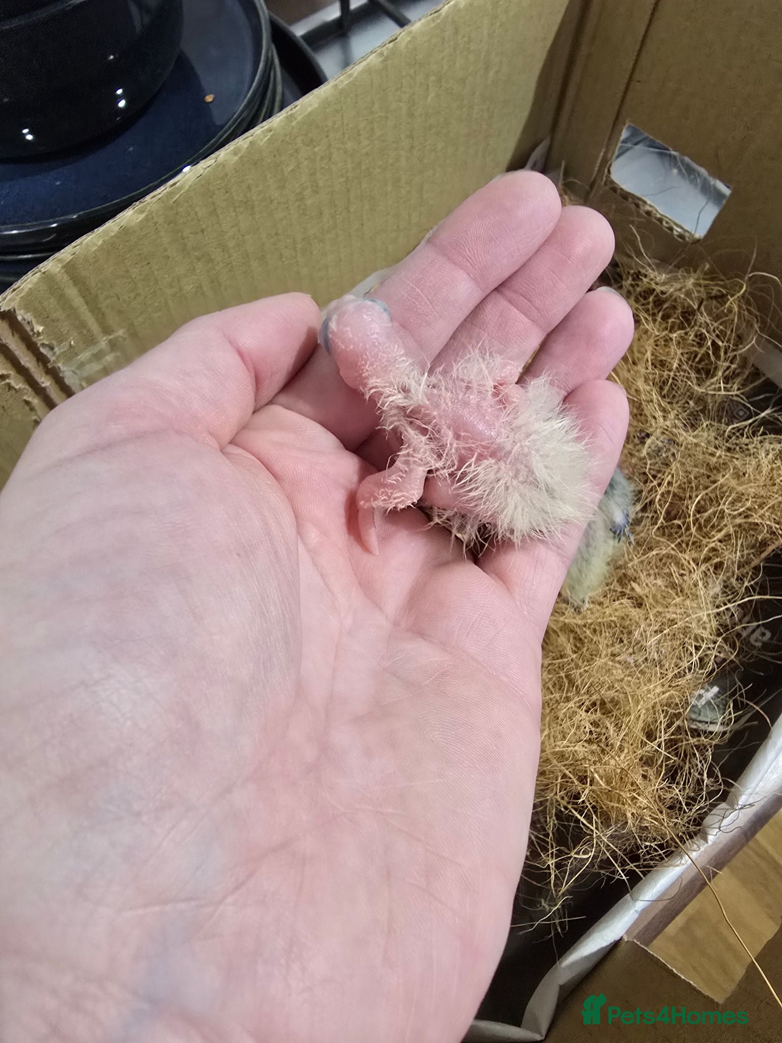 Cockatiels birds 1 Baby Cockatiels Left Looking for Loving Homes - Advert 1