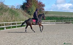 Irish Thoroughbred horses for sale: Very well mannered tb  - Image 2