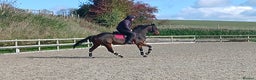 Irish Thoroughbred horses for sale: Very well mannered tb  - Advert 2